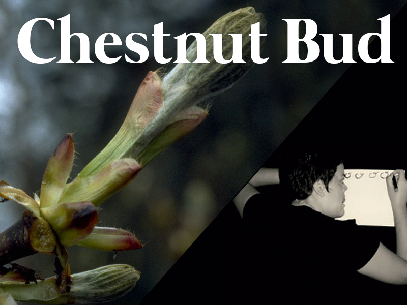 chestnut bud flores de bach terapia floral evolutiva luis jimenez