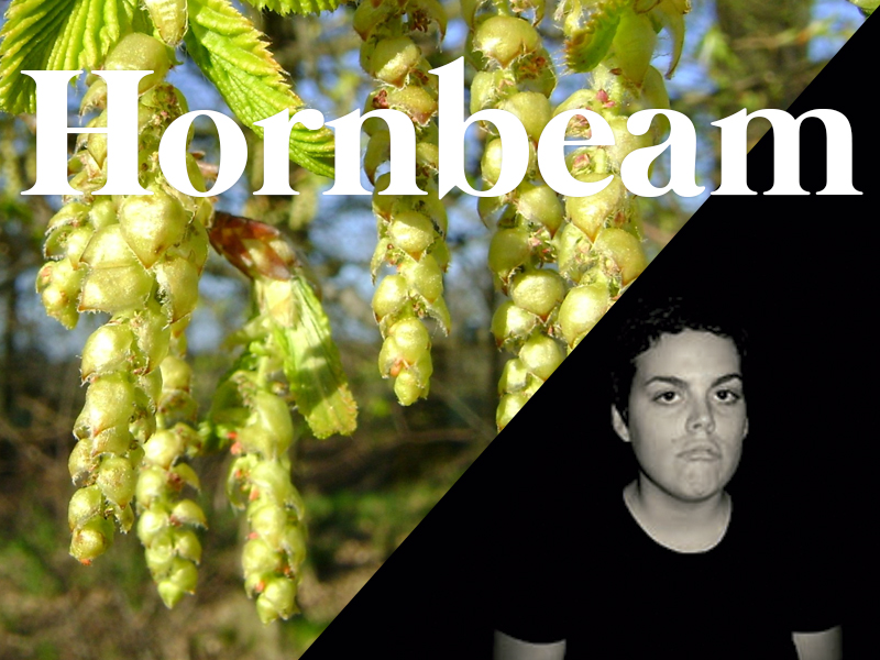 Hornbeam (Hojarazo) - Flores de Bach - Escuela Andalusí