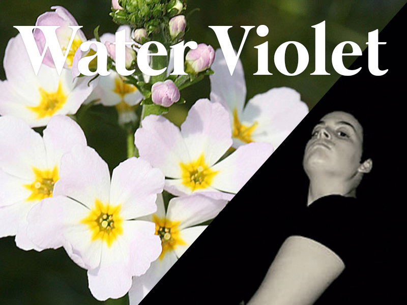 waterviolet flores de bach terapia floral evolutiva luis jimenez
